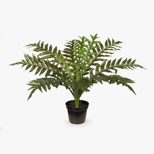 Fern Hares Foot in Pot - Green All Products vendor-unknown 
