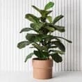Fiddle Leaf Tree 92cm All Products vendor-unknown 