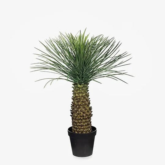 Agave Striata Plant - Green Grey All Products vendor-unknown 