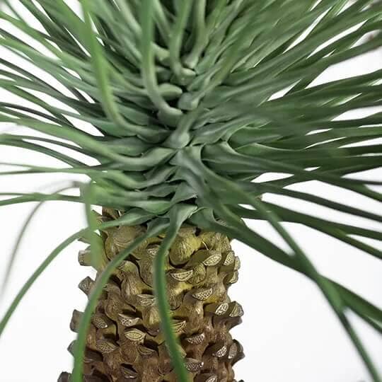 Agave Striata Plant - Green Grey All Products vendor-unknown 