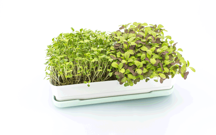 Bridget - Micropod Microgreen Mini Kit (Seafoam) Plant Folk Store 