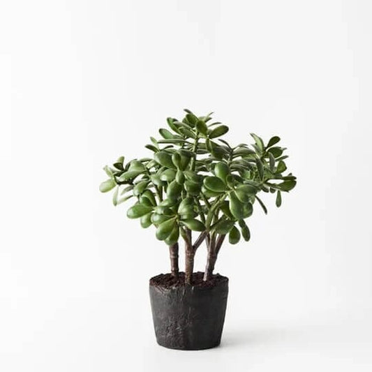 Jade Plant - Green All Products vendor-unknown 