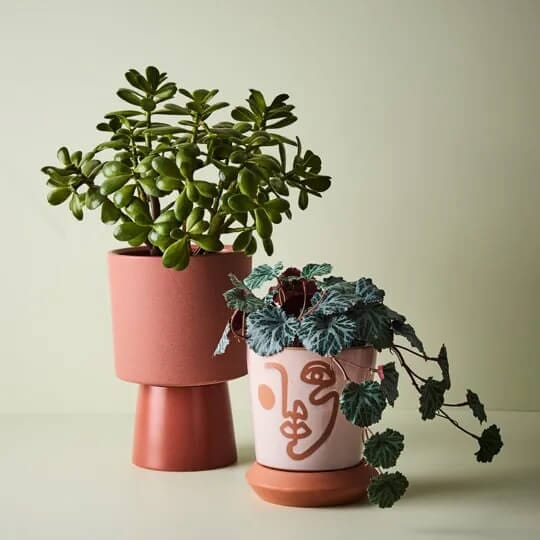 Jade Plant - Green All Products vendor-unknown 