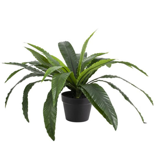 Potted Birds Nest Fern (55cm) All Products vendor-unknown 