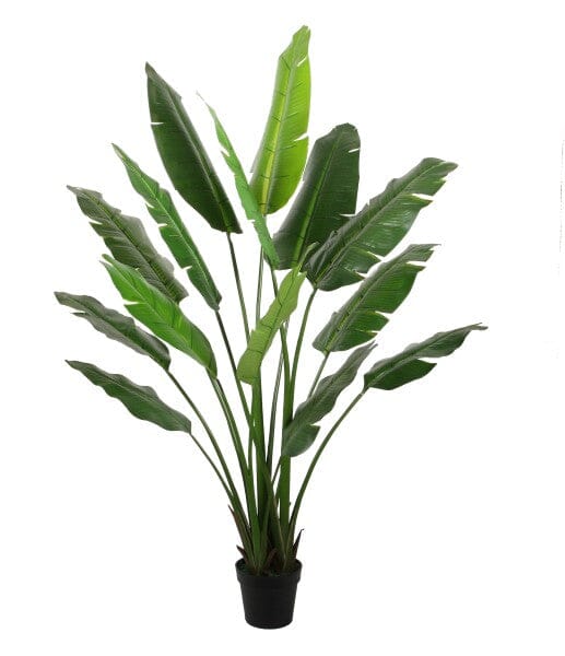 Potted Travellers Palm Tree (180cm) All Products vendor-unknown 